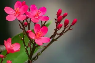 天平座9月份运势，平衡之美，静待花开，天平座9月份运势