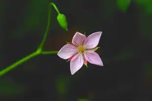 天蝎座今日运势揭秘，星座屋带你探索神秘力量，天蝎座今日运势星座屋星座