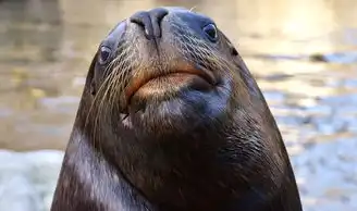 梦游深海，解读梦见海洋动物的神秘寓意，梦见海洋动物