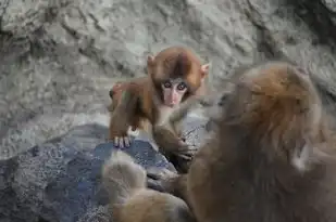 双子座属猴男，多面性格下的独特魅力，双子座属猴男