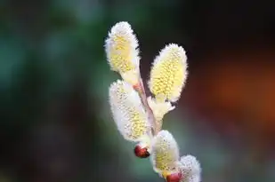 巨蟹六月塔罗，探索内在与未来的奥秘，巨蟹六月塔罗