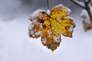 雪的五行属性探秘，冰清玉洁的五行韵味，雪的五行属性是什么