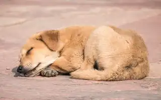 狮子座男生眼中的呆萌女孩，他们的独特视角与温馨解读，狮子座男说你呆萌