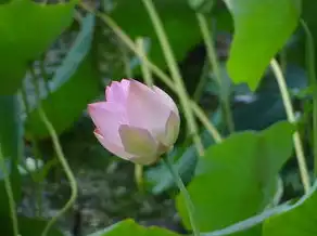 五行水的花，探索神秘的自然奥秘与美丽，五行水的花