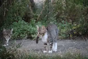 梦见喂猫吃东西，一场交织着情感与象征的梦境之旅，梦见喂猫吃东西