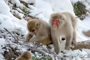 属猴人2019年每月运势详解，逐月解析运势起伏，属猴人2019年每月运势