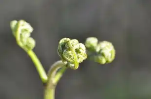 梦回千年的神魔幻境，一场跨越时空的奇幻之旅，梦见神魔