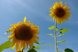 三月五行，生机勃发与万物更新的奥秘，3月五行