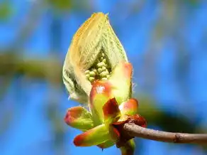 梦见菊花树，探索梦境中的诗意与现实中的美好，梦见菊花树