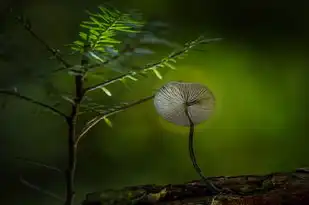 射手座与哪类人相伴，财运亨通如流水？射手座跟谁在一起财运很好