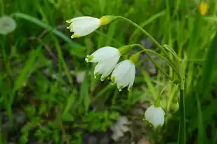 探秘瑸字五行，探寻汉字背后的五行奥秘，瑸字五行