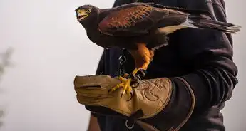 鹰击长空，探寻鹰在五行中的神秘地位及其象征意义，鹰动物五行