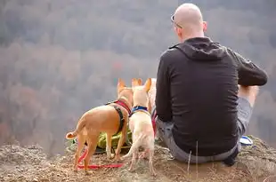 梦境中的温馨陪伴，可爱小狗的忠实追随，梦见可爱的小狗跟着我