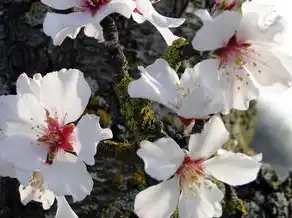 梦中山花烂漫时，梦见山和花