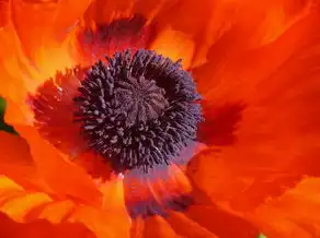 巨蟹座的日期，探索星象的奥秘，巨蟹座是几月几号到几月几号