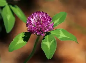 芊的五行，探寻中华传统文化中的奥秘，芊的五行