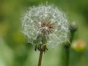 揭秘白羊座的幸运颜色，红色，点燃热情的火焰！，白羊座的幸运颜色