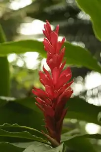 梦境中的移植花，探寻心灵深处的生长力量，梦见移植花