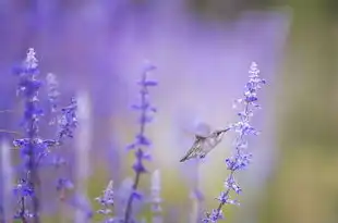 梦见狼追小孩，深层的心理分析，梦见狼追小孩