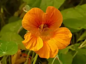 水瓶座女今日运势，阳光明媚，机遇连连，水瓶座女今日运势