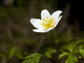 水瓶座男生性格特点卡牌大揭秘，水瓶座男生性格特点卡牌