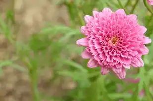 巨蟹座女生的性格与脾气，探索其真实面貌，巨蟹座女生性格脾气暴躁