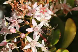 梦见自己变成菩萨，梦见自己变成菩萨