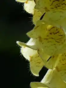 梦境中的芭蕉，解析潜意识中的生命力和成长意象，梦见芭蕉