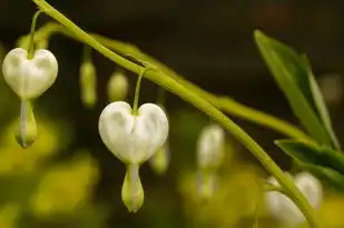 白羊座，探寻星座奥秘，揭秘几月出生的秘密，白羊座是几月出生的