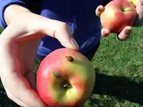 孕妇梦境中的虫咬之谜，解读梦境背后的深层含义，孕妇梦见被虫咬