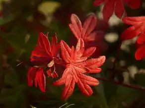 梦见棉花开花，寓意与启示，梦见棉花开花