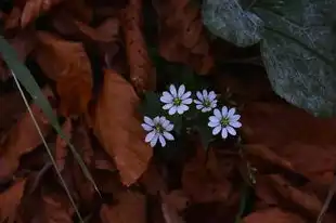 梦见别人送花给自己，寓意与情感的交织，梦见别人送花给自己