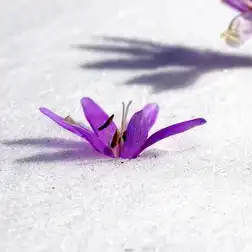 芊的五行，探寻汉字之美与宇宙之韵，芊的五行