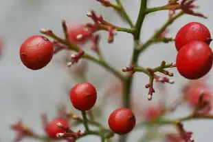 11月1日出生的天蝎座女生，性格特点与脾气解析，11月1日天蝎座女生性格特点和脾气