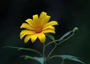 处女座今日桃花运势分析，处女座今日桃花运势