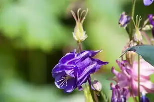 五行的花语，探寻分属五行的花之魅力，分属五行的花