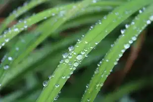 生肖鸡五行解析，揭秘鸡年属相的五行特质与命运影响，生肖鸡五行