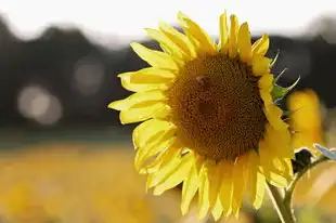 射手座时间范围揭秘，公历与农历对照表，射手座是几月几号到几月几号?还有是公历还是农历