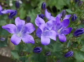 今日星座运势，双鱼座，温柔之海迎来新的光芒，今日星座运势双鱼座