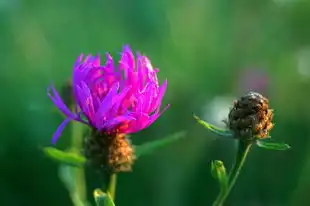 双子座是什么时候？探寻星座起源与双子座的时间节点，双子座是什么时候