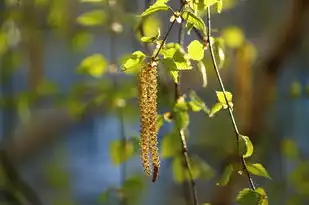 榆树梦见的故事，自然与梦境的交融，榆树梦见