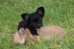 狗命五行，探寻生肖犬与五行理论的奥秘，狗命五行