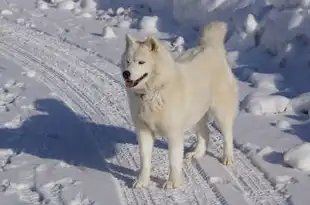 梦境中的犬吠与咬腿，一种深层的心理暗示，梦见狗咬自己的腿