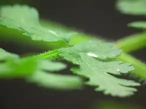 生肖兔的五行属性解析，生肖兔五行属什么