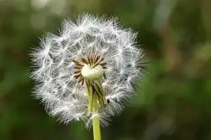 双子座，学霸还是学神？揭秘双子的学习天赋与奥秘，双子座是学霸还是学神