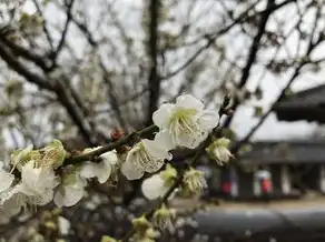 摩羯座陶白白本周桃花运势，爱情运走高，红鸾星动，快来捕捉你的幸福吧！，摩羯座陶白白本周桃花运势