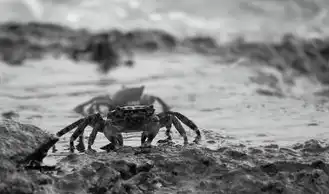 梦见河蟹，一场关于生命与自然的美梦，梦见河蟹