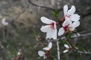 双子座女今日运势，开启美好新篇章，机遇与挑战并存！，双子座女今日运势最新