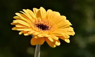 射手今日运势星座，洞察秋风中的福与祸，射手今日运势星座