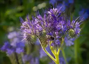 探寻蜜蜡琥珀的五行奥秘，蜜蜡琥珀五行